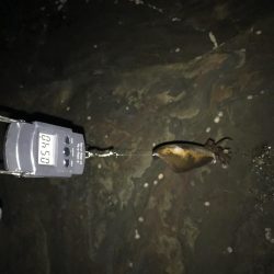 アオリイカ計7杯 200g〜910g