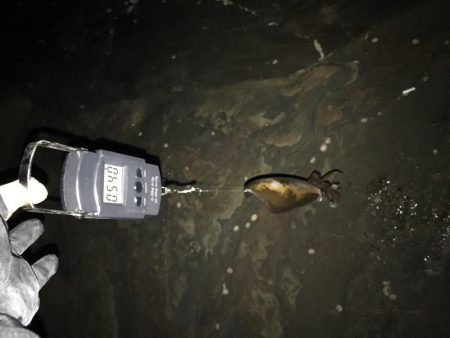 アオリイカ計7杯 200g〜910g