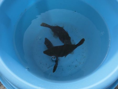 前回と違い今回のカワハギは渋い