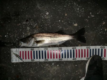 釣り人が増えてきて‥