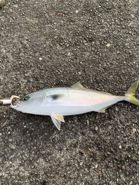 泳がせ釣りにて