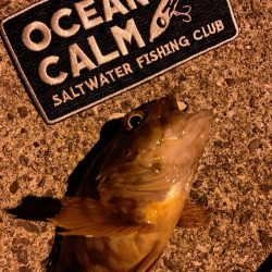 ライトゲーム、エギング