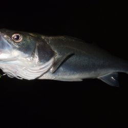 秋の河川シーバス