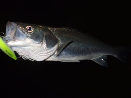 秋の河川シーバス