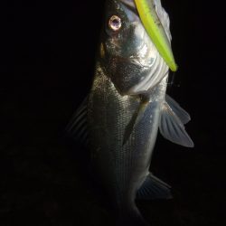 シーズン終盤戦