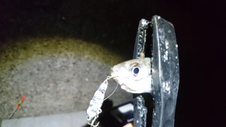 メタルバイブでアジング！！