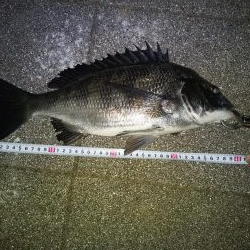 あたり不明確おチヌ