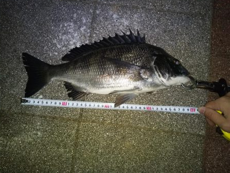 あたり不明確おチヌ