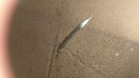 初めてのフラットフィッシュ狙い