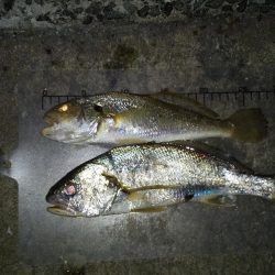 タチウオ以外にも。。。