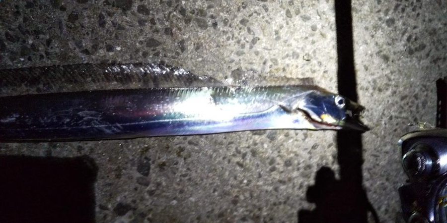 アタリは少ないが良型ぞろい