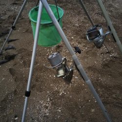 カレイはまだ・・落ちギス良好‼️