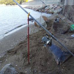 落ちギス活発、カレイはマダ‼️