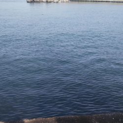 最高サイズセイゴ33cm