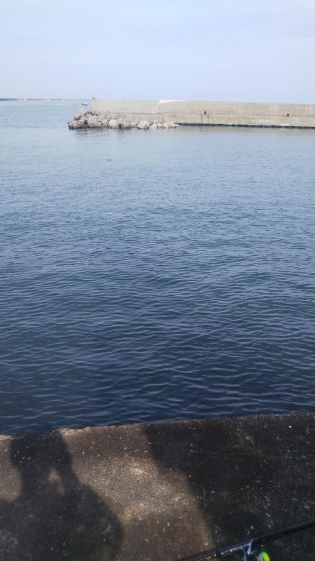 最高サイズセイゴ33cm