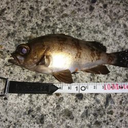 今日も釣れました