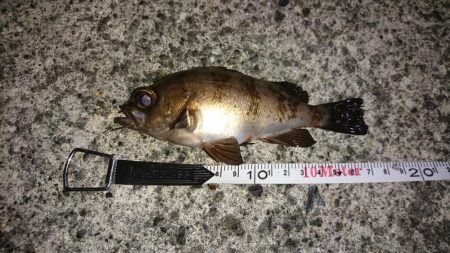 今日も釣れました