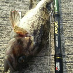 【苅田港】秋のシーバス調査~続き2