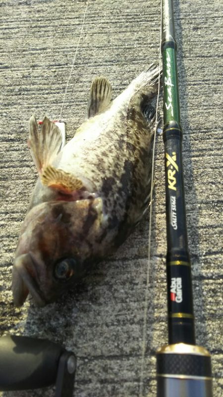 【苅田港】秋のシーバス調査~続き2