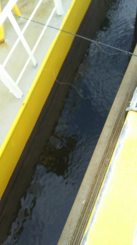 【苅田港】秋のシーバス調査~続き3