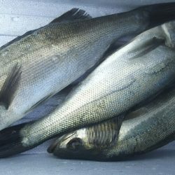 【苅田港】 秋のシーバス調査～続き４