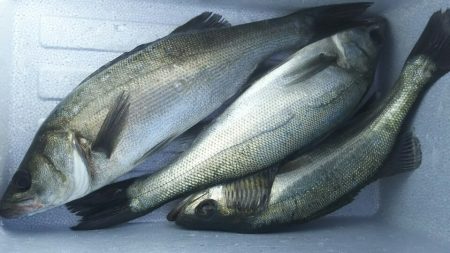 【苅田港】 秋のシーバス調査～続き４