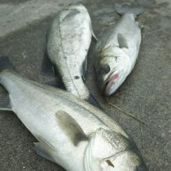 【苅田港】秋のシーバス調査~手仕舞い