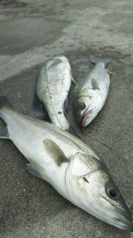 【苅田港】秋のシーバス調査~手仕舞い