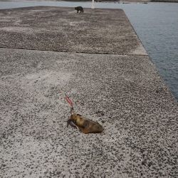 ネコがイカ食ったら腰抜かすってホンマ?
