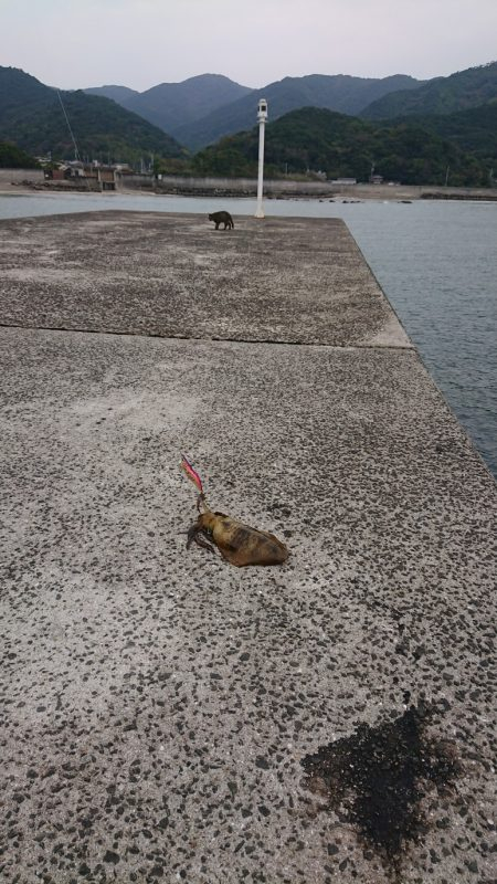 ネコがイカ食ったら腰抜かすってホンマ？