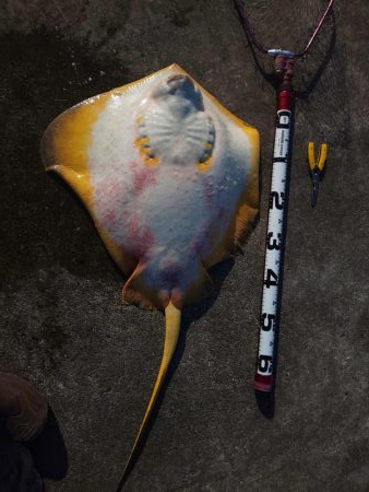 1m超とF5の外道・・・