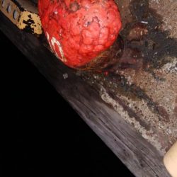 タチウオ今日はよかった