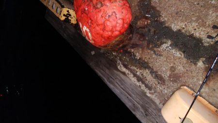 タチウオ今日はよかった