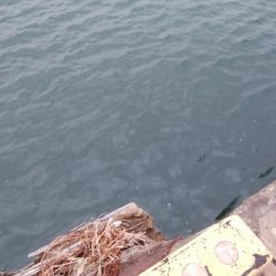 タチウオ日ムラはしょうがないな