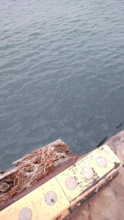 タチウオ日ムラはしょうがないな