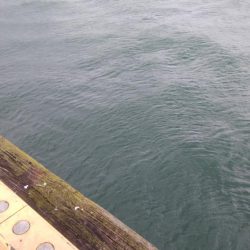 今日の本命はハマチ