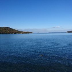 日に日にベイトがいなくなってるような