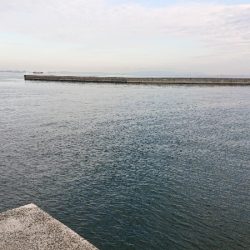 ハマチ？ツバス？