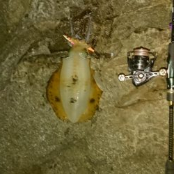 久しぶりの500オーバー