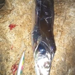 ぶらシーバス！！