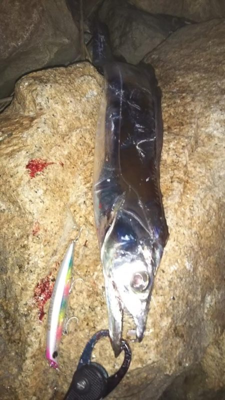 ぶらシーバス！！