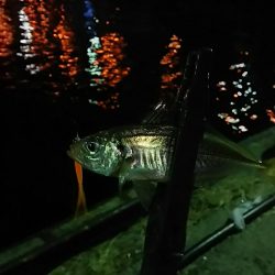 ナイト アジング