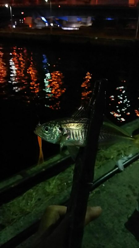 ナイト アジング