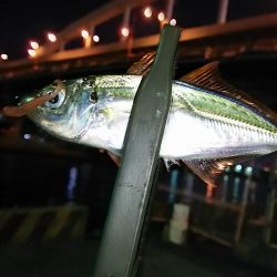 アジ釣り