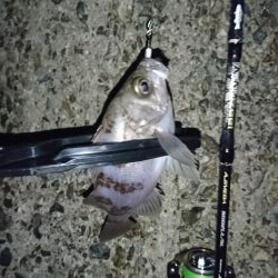 ガシラはナイスサイズ！