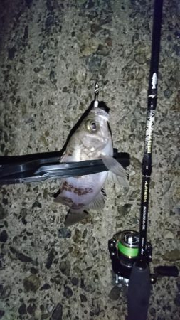 ガシラはナイスサイズ！