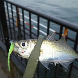 アジ釣り タチウオ釣り