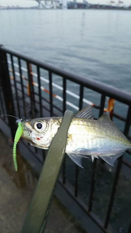 アジ釣り タチウオ釣り
