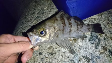 念願のメバリング!