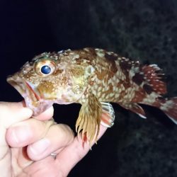 メバリング…メバルはどこに